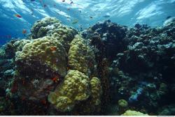 Photo Reference of Umbria Wingate Reef - Sudan